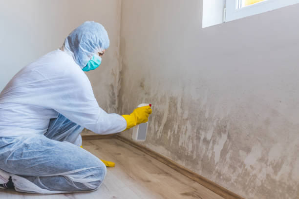 Licensed Mold Inspection service in Bridgman, MI - WQB Mold Removal