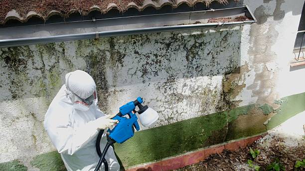 Top rated local Mold Inspection specialists in Bridgman, MI